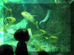 Img_7405.jpg (85845 octets)